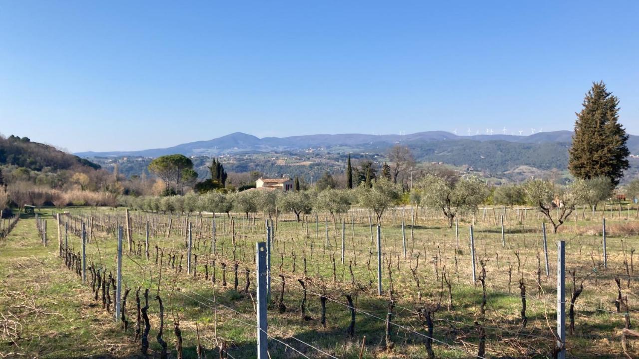 Le Giuncaie - Vigna Con Alloggio Montescudaio Exteriér fotografie